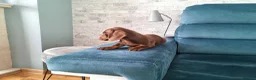 Miniature Dachshund dogs for sale: Mini dachshund short hair  stunning 4 puppies - Advert 9