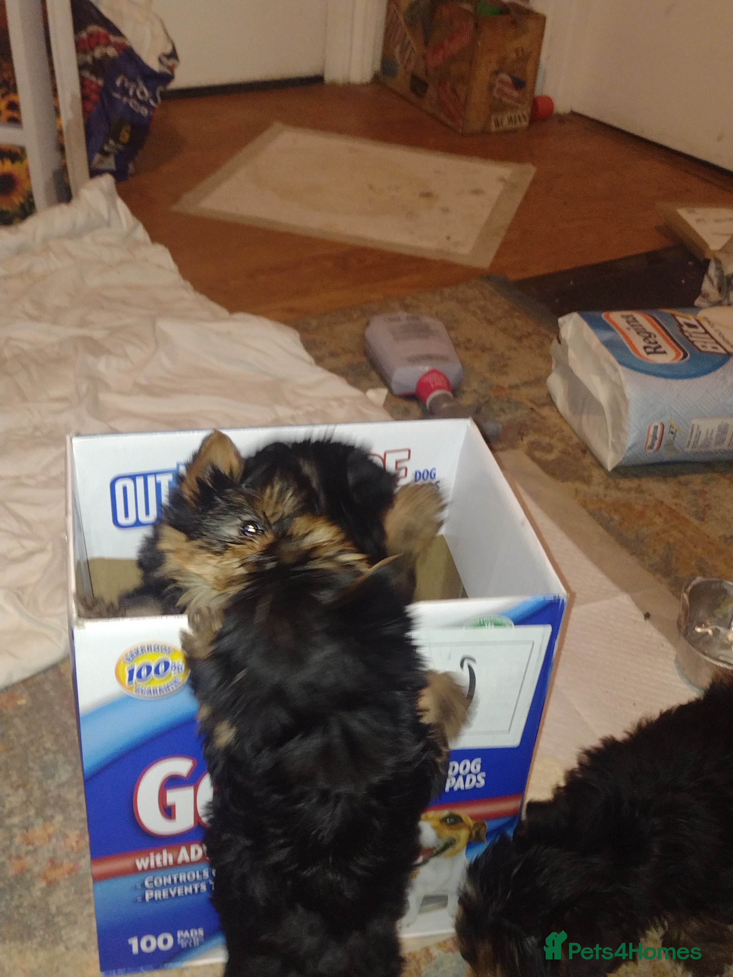 Yorkshire Terrier dogs Beautiful Yorkie puppies in London  - Advert 16