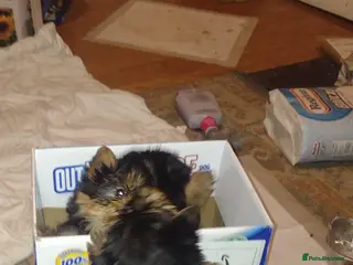 Yorkshire Terrier dogs Beautiful Yorkie puppies in London - Advert 13