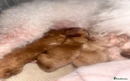 Toy Poodle dogs for sale: Toy poodles  - Image 13