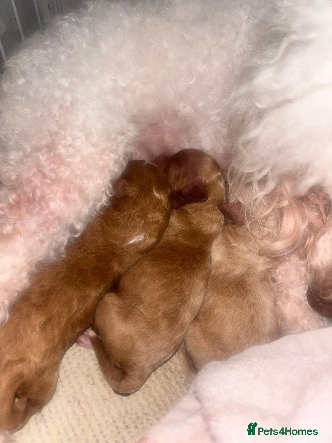 Toy Poodle dogs for sale: Toy poodles  - Image 13