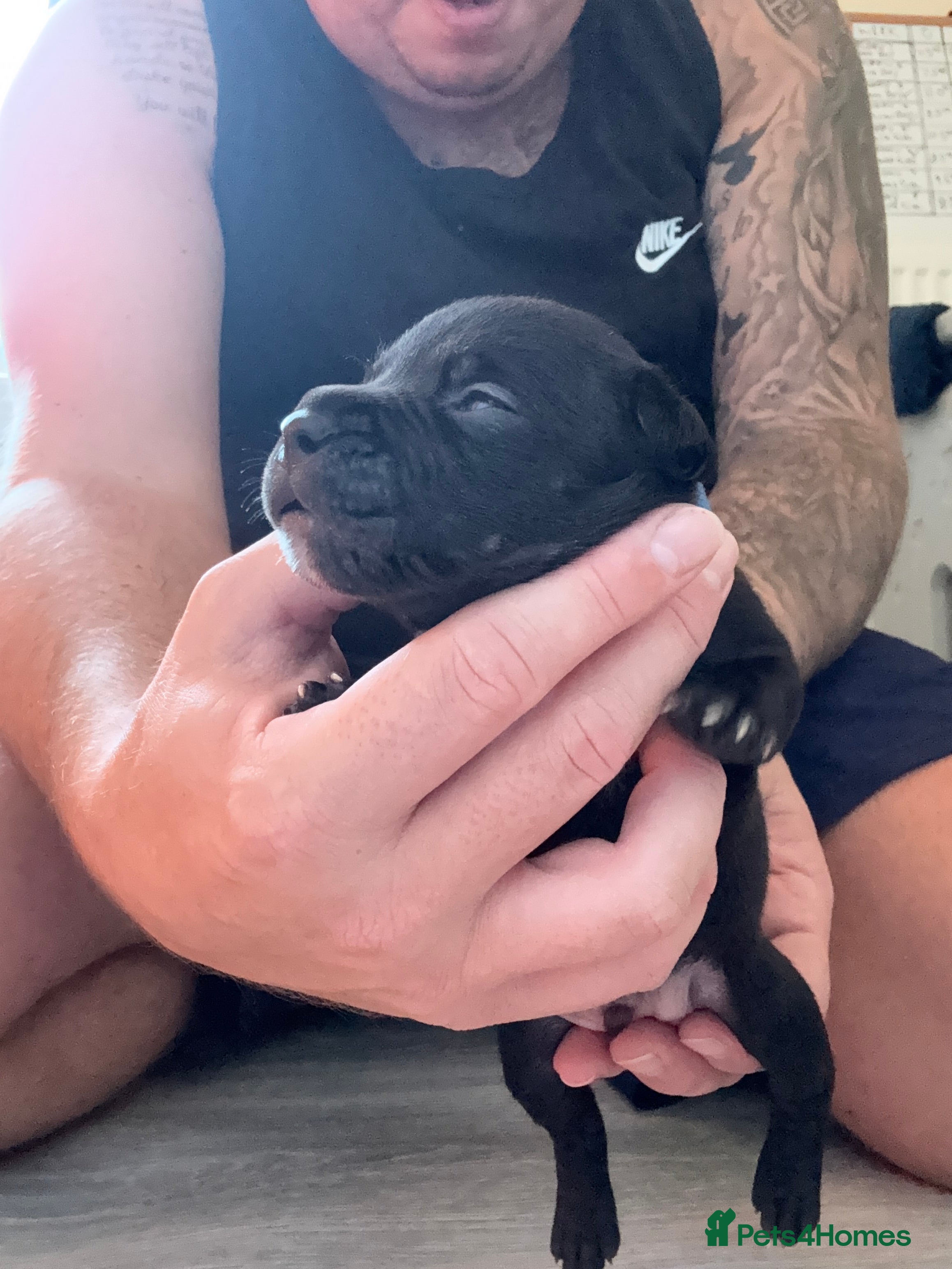 Staffordshire Bull Terrier dogs 8 GORGEOUS  STAFFORDSHIRE BULL TERRIER PUPPIES - Advert 2