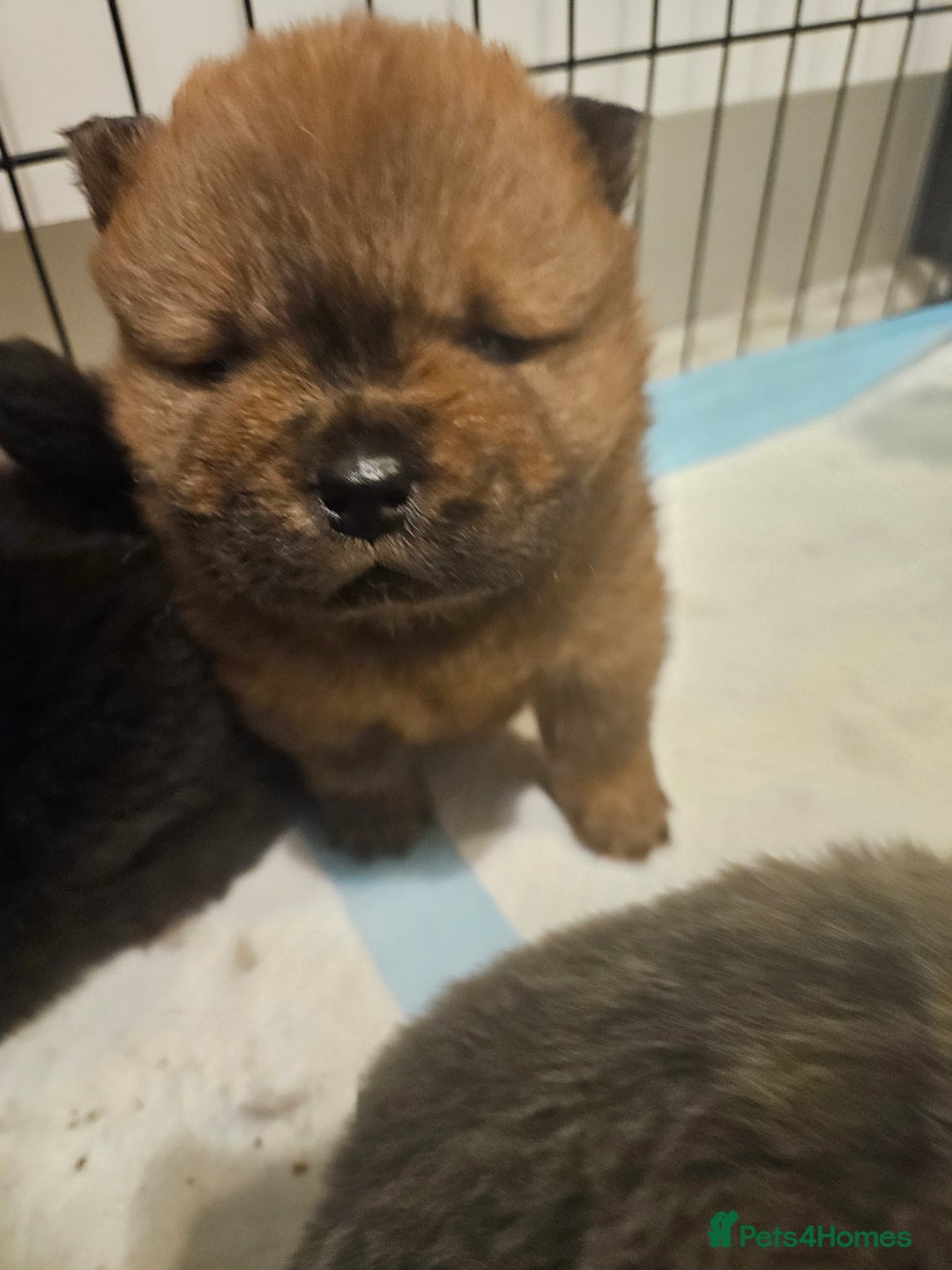 Chow Chow dogs for sale: Chow chow puppies - Advert 7