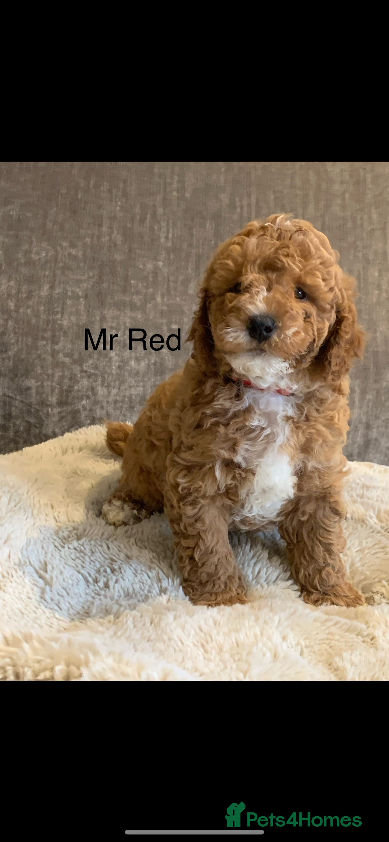 Aussiedoodle dogs Miniature Aussie Doddle puppies  - Advert 13