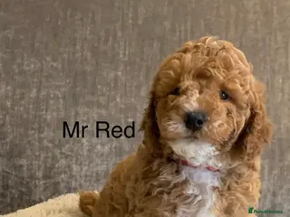 Aussiedoodle dogs Miniature Aussie Doddle puppies - Advert 13