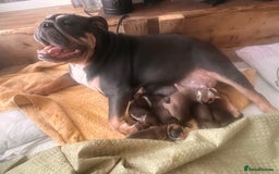 English Bulldog dogs for sale: Kc reg English bulldog puppies 🏴󠁧󠁢󠁥󠁮󠁧󠁿 - Image 3
