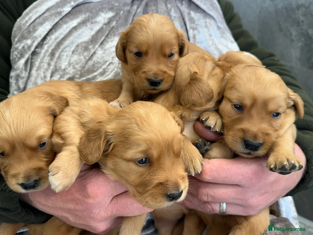 Golden Retriever dogs for sale: Dark Golden KC registered Golden retrievers - Advert 29