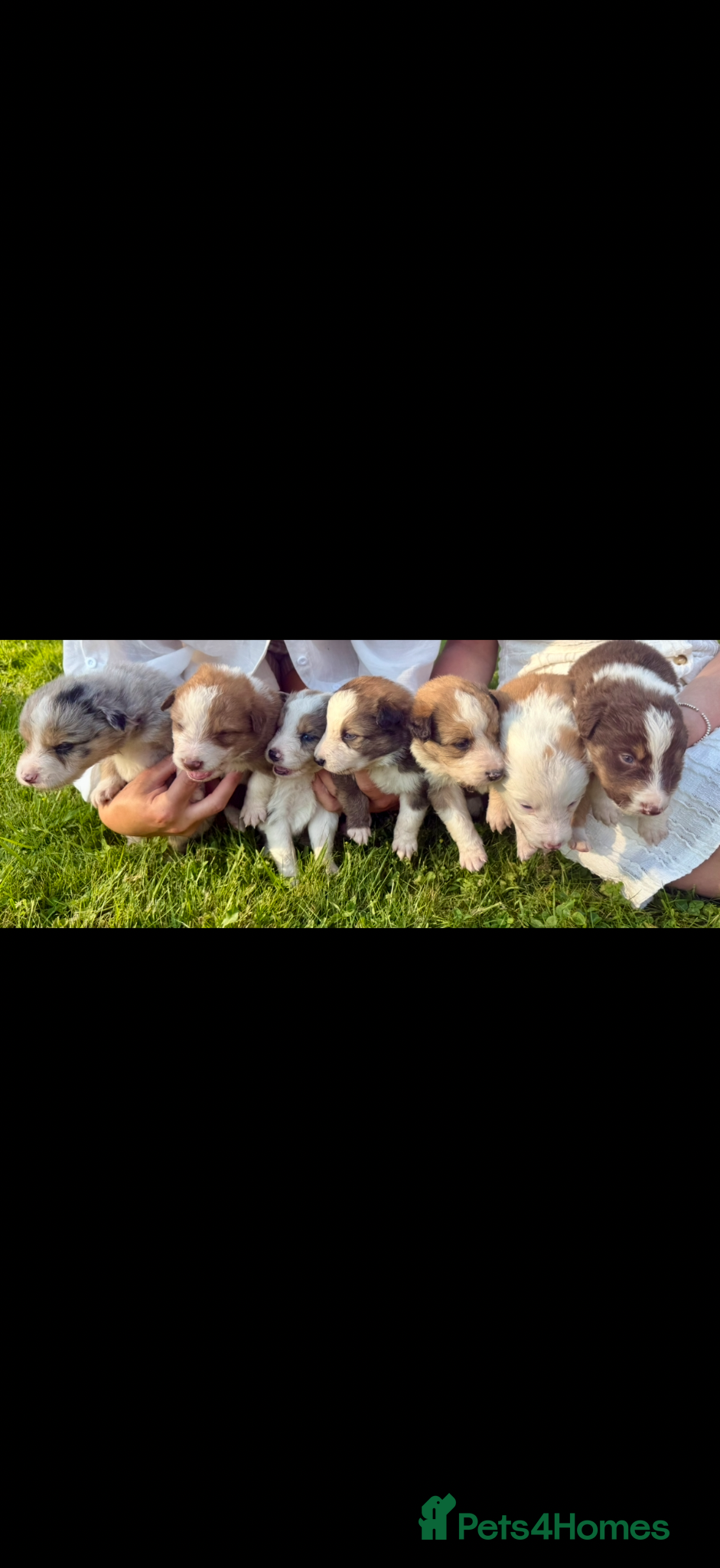 Mixed Breed dogs Collie puppies for sale  - Advert 8