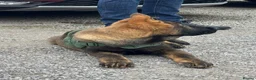 German Shepherd dogs for sale: KC Registered German Shepherd PuppiesChampion Line - Advert 12