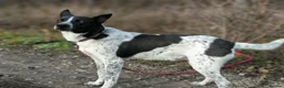 Mixed Breed dogs for adoption: 💙🐶 LEVKO – THE DOG WHO HAS ALL HOME PET HABITS in Burton-on-Trent - Advert 22