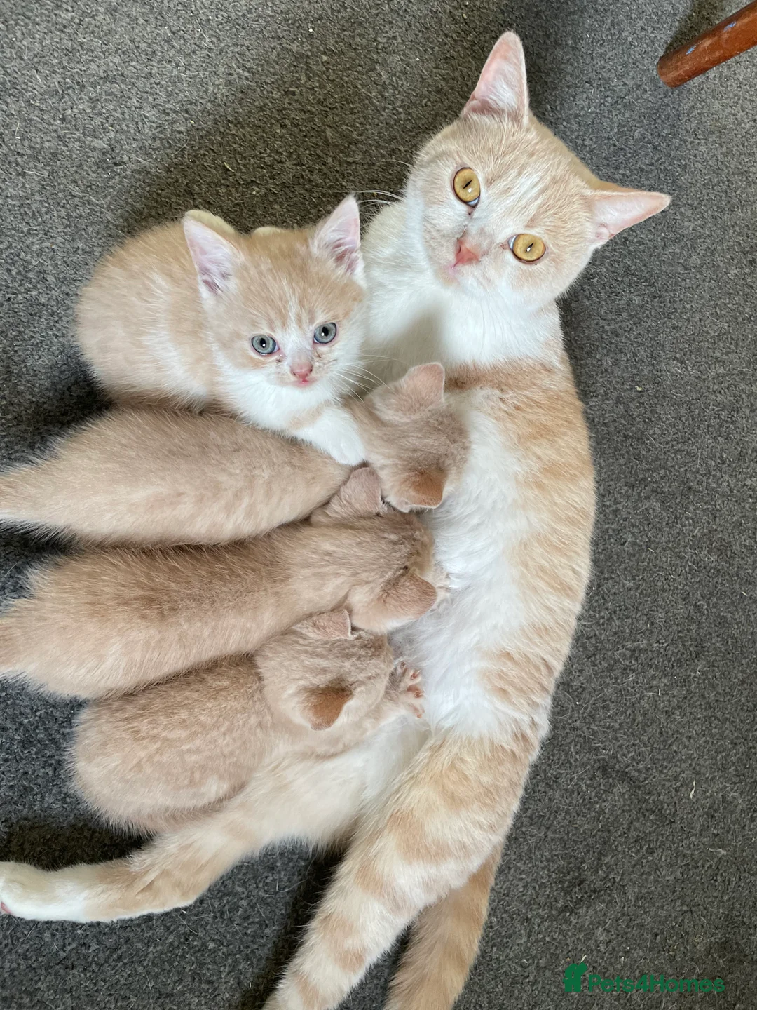 British Shorthair cats for sale: 4 boy BSH kittens ready to leave! - Advert 3