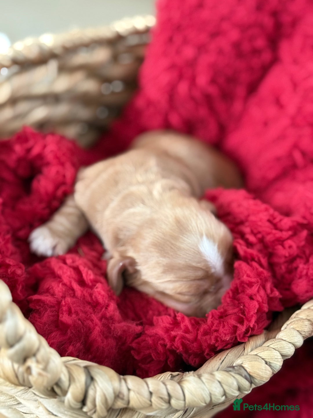 Cocker Spaniel dogs for sale: Show cocker spaniels  - Advert 6