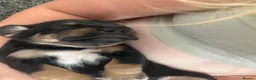 Mixed Breed dogs for sale: French bulldog cross dachsaund - Advert 5