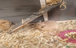 Lionhead rabbits for sale: Male double lionhead / lionhead bunnies - Advert 1