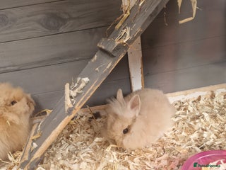 Lionhead rabbits Male double lionhead / lionhead bunnies - Advert 17