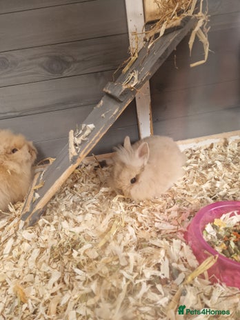 Lionhead rabbits Male double lionhead / lionhead bunnies - Advert 13