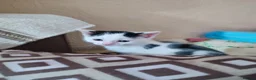 Mixed Breed cats for sale: 2 Kittens Ready for New Homes, 10 Weeks Old - Advert 31