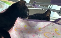 Domestic Shorthair cats for sale: Kittens for sale  - Image 13
