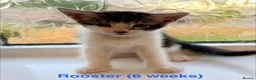 Maine Coon cats for sale: Maine Coon cross kittens in York - Advert 5
