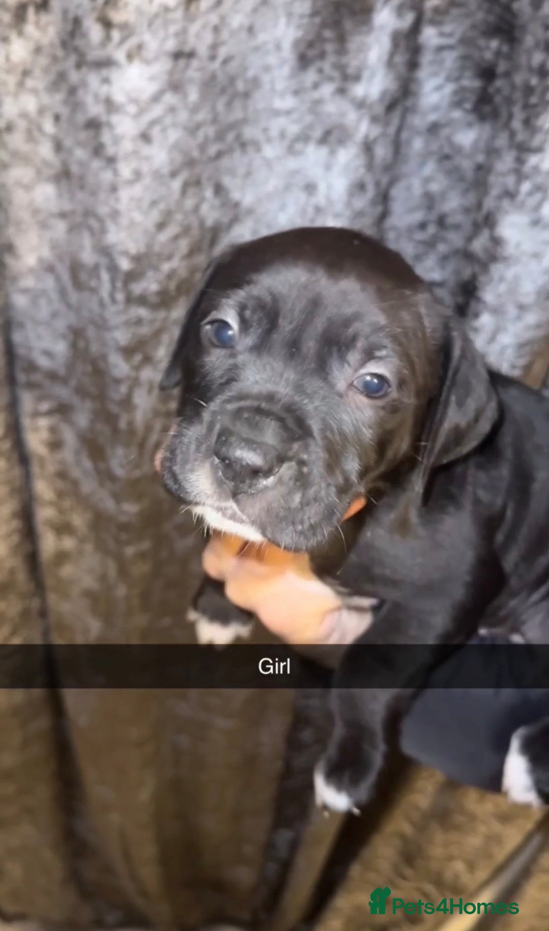 Mixed Breed dogs for sale: beautiful cane corso/ staff pups 7 left  - Image 13