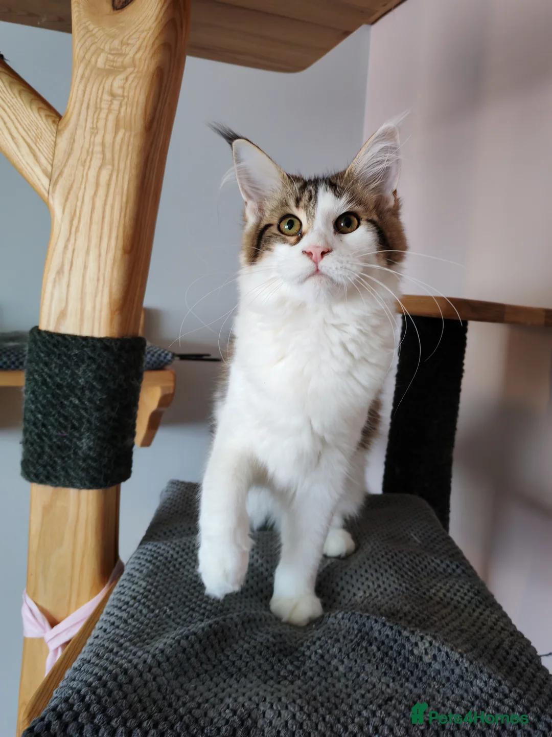 Maine Coon cats for sale: Jasmine TitaniumCat - last kitten ❤️❤️❤️  - Advert 2