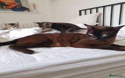 Tonkinese cats for sale: Beautiful Burmese X Baby - Image 6
