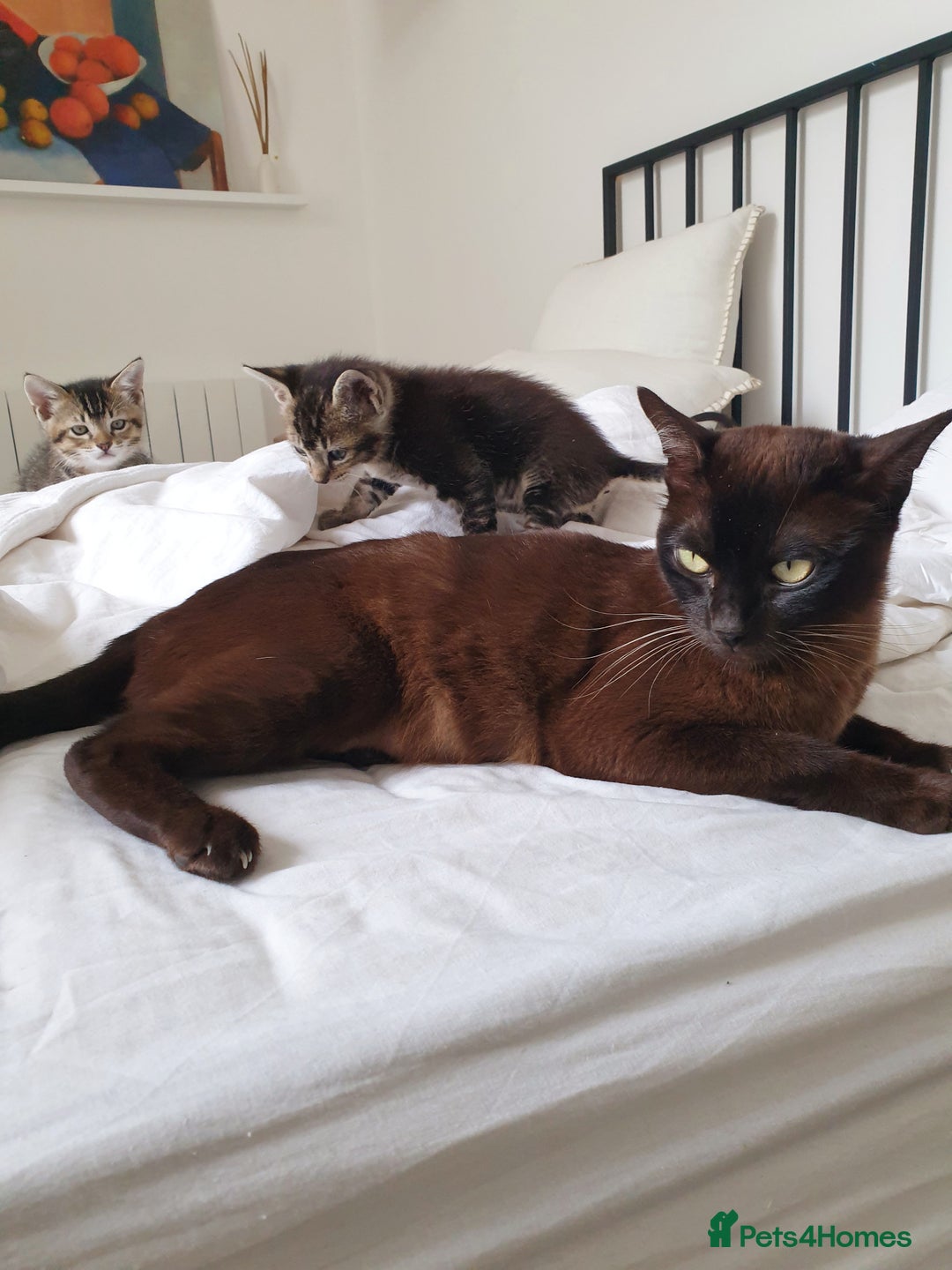 Tonkinese cats for sale: Beautiful Burmese X Baby - Image 6