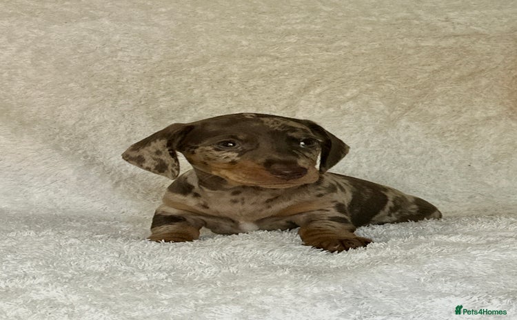 Miniature Dachshund dogs - Advert 4