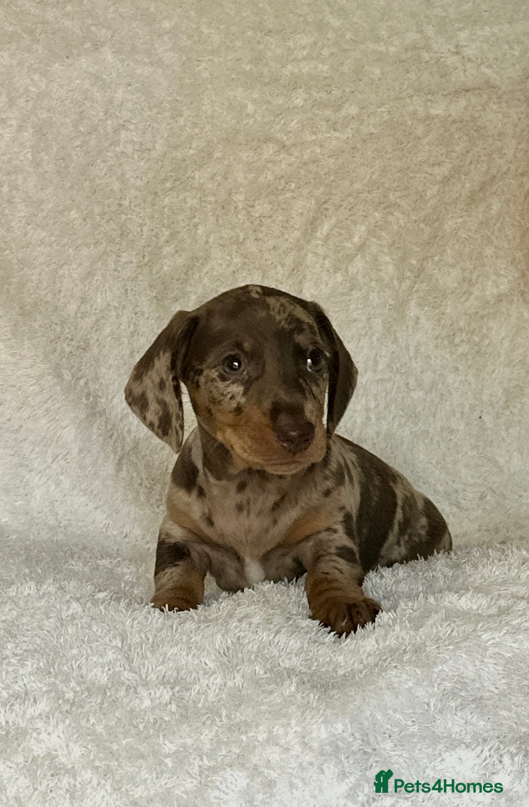 Miniature Dachshund dogs for sale: Photo's do not do this litter justice - Image 2