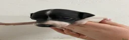 Italian Greyhound dogs for sale: Beautiful Italian Greyhound Puppies - Advert 2