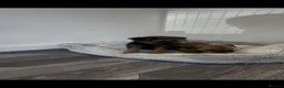 Border Terrier dogs for sale: Border terrier - Advert 13