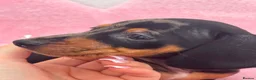 Dachshund dogs for sale: Minature Dachshund pups - Advert 17