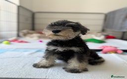 Miniature Schnauzer dogs for sale: Beautiful boy looking for his home !  - Image 2