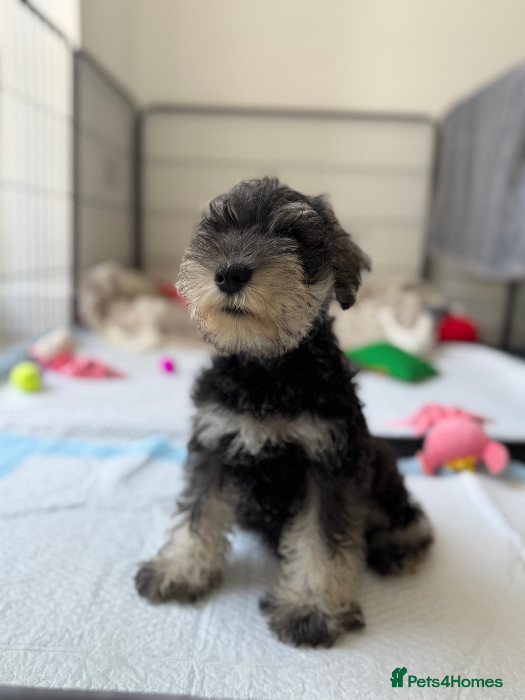 Miniature Schnauzer dogs for sale: Beautiful boy looking for his home !  - Image 2