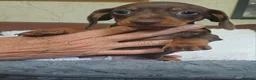 Dachshund dogs for sale: 🐶🐶 Beautiful Minature Dachshund Babies ! 🐶🐶 - Advert 13