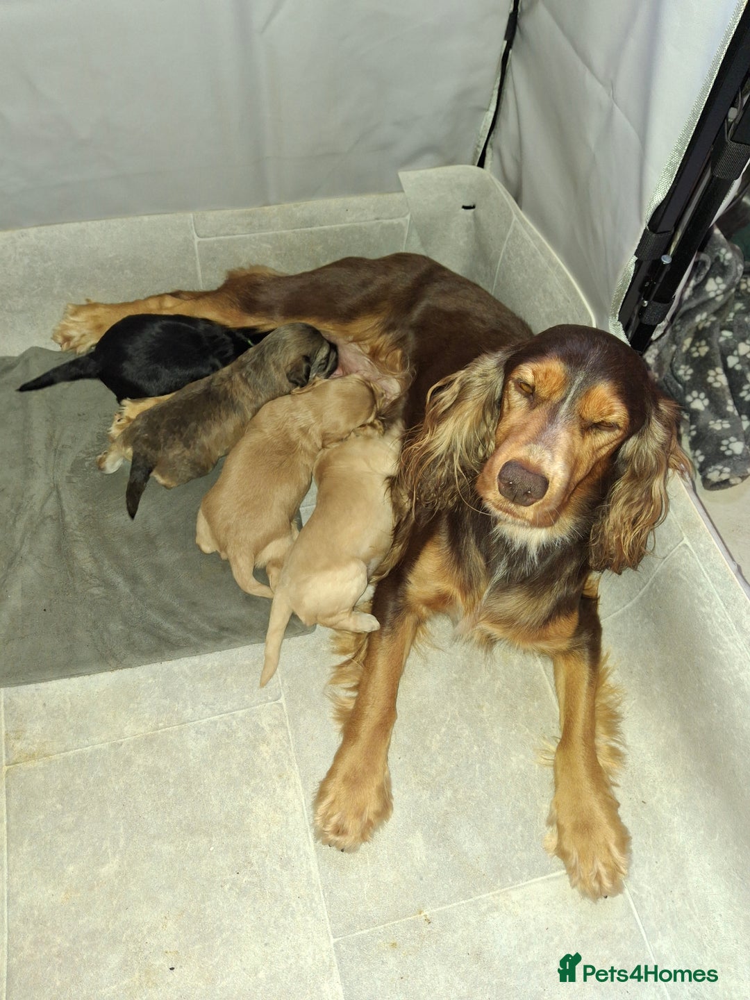 Cockapoo dogs for sale: F1 Cockerpoo puppies - Image 4