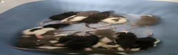 Rat rodents for sale: Baby rats ready 29/06/26 - Advert 9