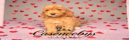 Cockapoo dogs for sale: 🐶THE MOST PERFECT DNA CLEAR MINI F1 COCKAPOOS🐶 - Advert 3