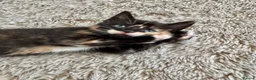 Mixed Breed cats for sale: 5 beautiful kittens for sale 🖤🧡  - Advert 14