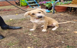 Mixed Breed dogs for adoption: MEET LOLA - Image 2