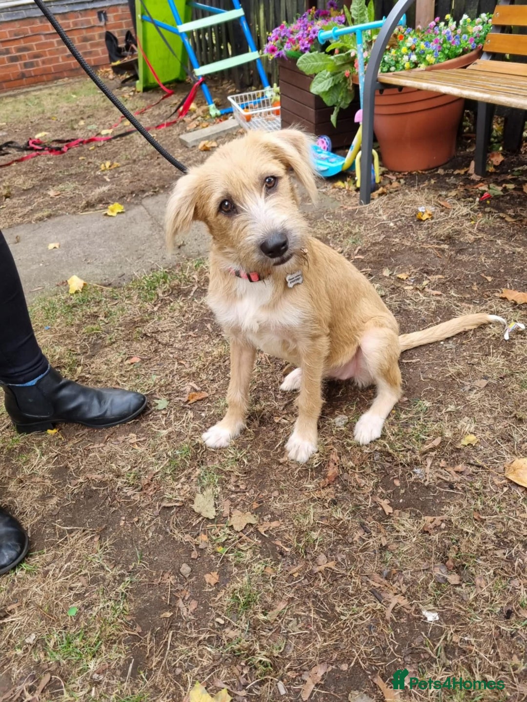 Mixed Breed dogs for adoption: MEET LOLA - Image 2