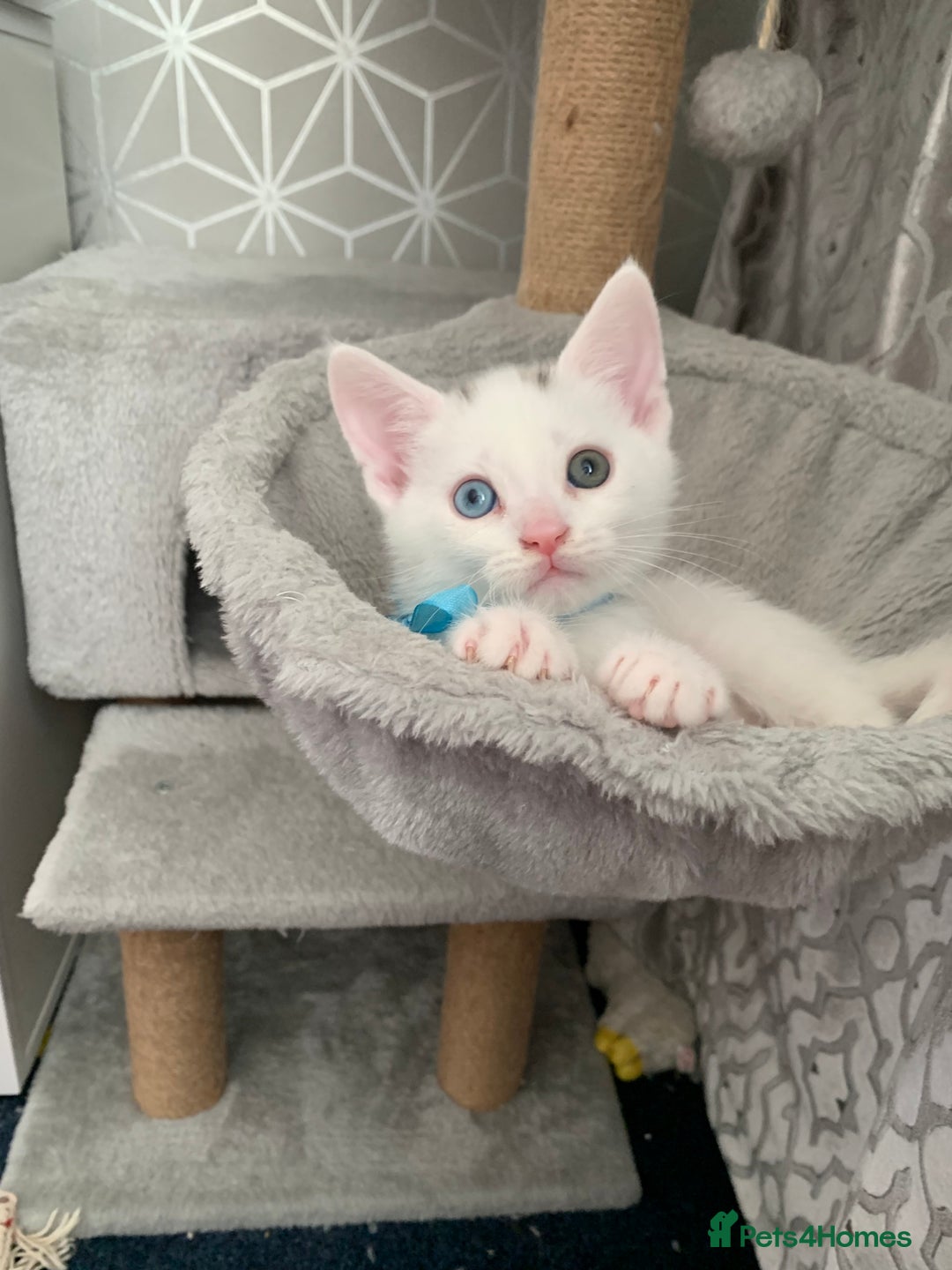 Turkish Angora cats for sale: Heterochromia Mixed Angora Male Kitten for sale - Advert 11