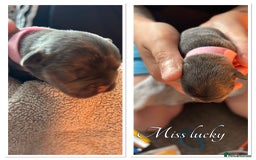 French Bulldog dogs for sale: French Bulldog Puppies in Altrincham - Image 13