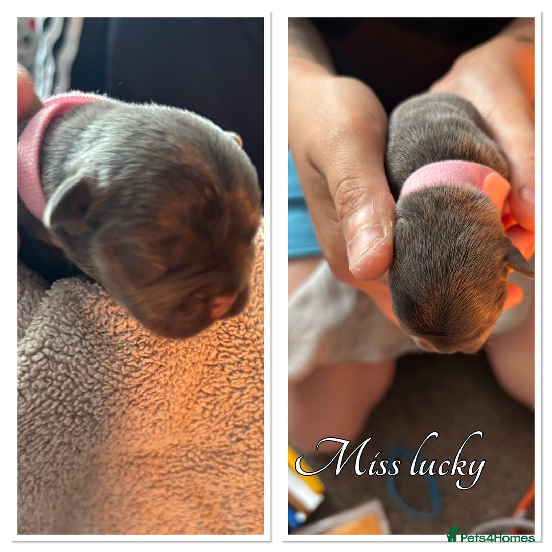 French Bulldog dogs for sale: French Bulldog Puppies in Altrincham - Image 13