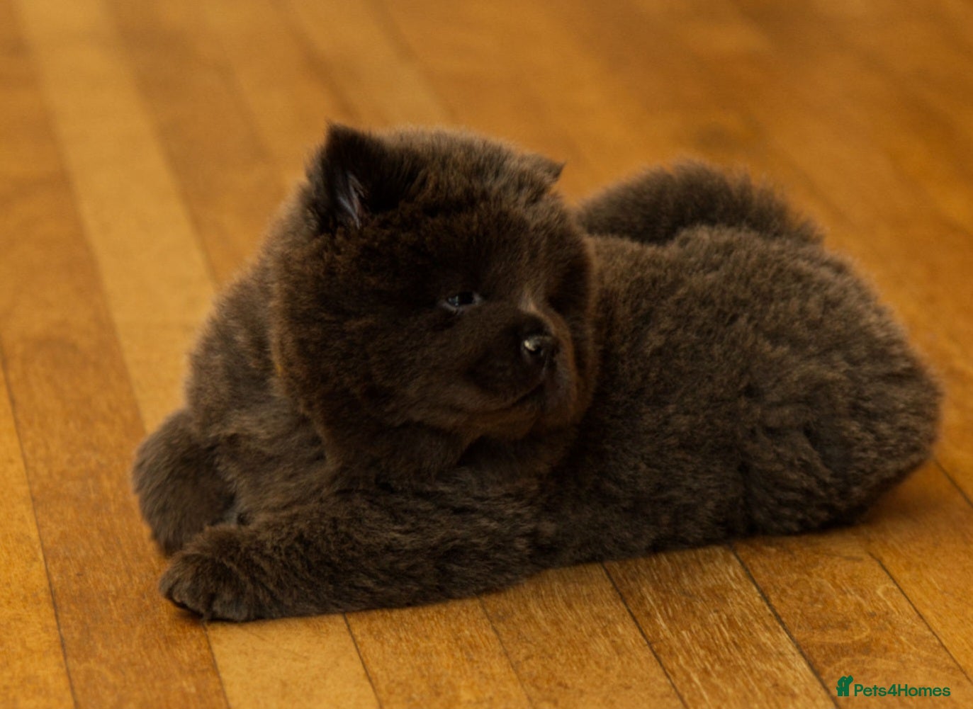 Chow Chow dogs £2800 LAST BLUE KC FEMALE AVAILABLE. - Advert 2