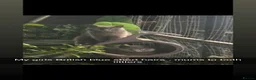 British Shorthair cats for sale: British blue shorthair kittens available 22/10 - Advert 14