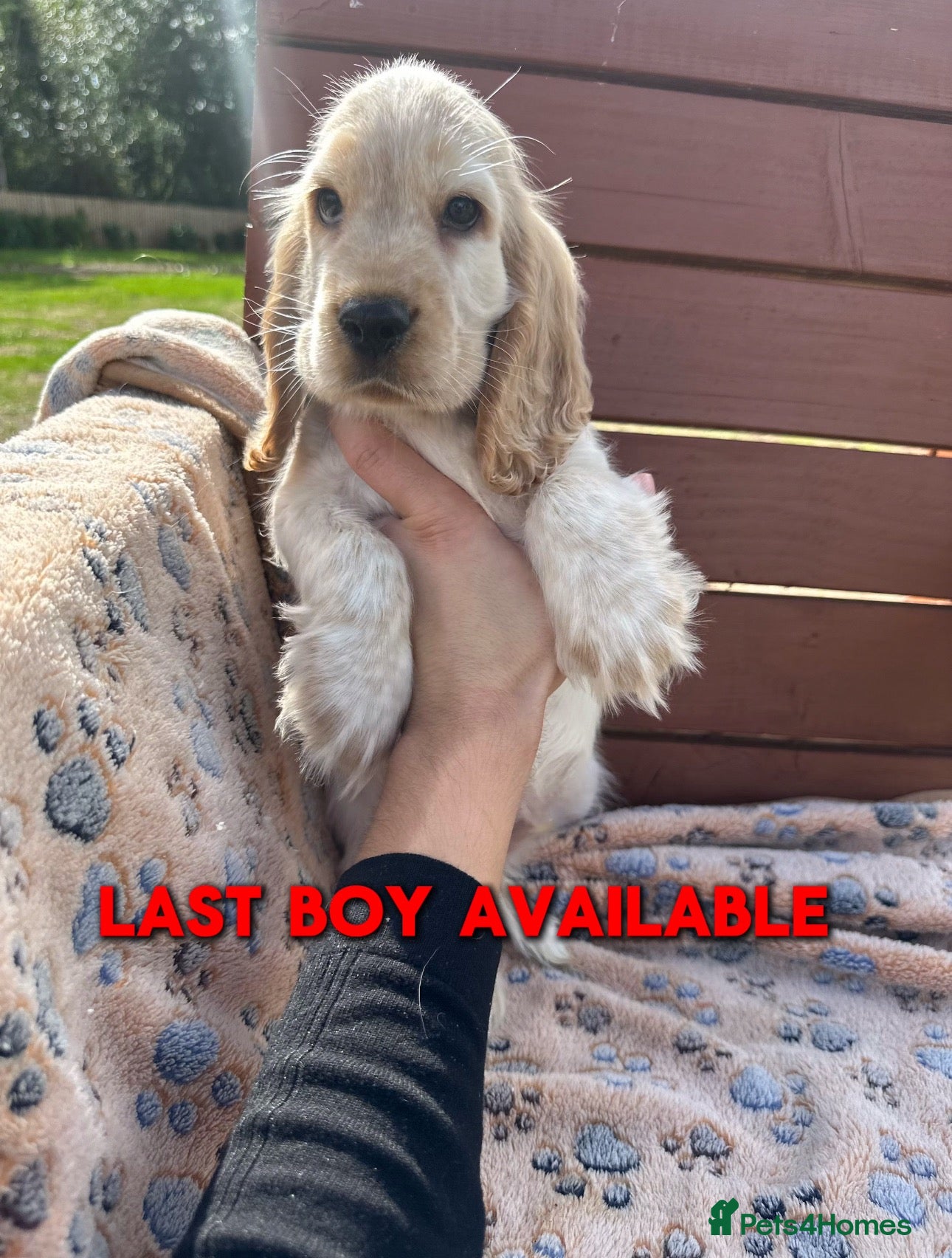 Cocker Spaniel dogs Ready to go now Show cocker spaniel for sale - Advert 2