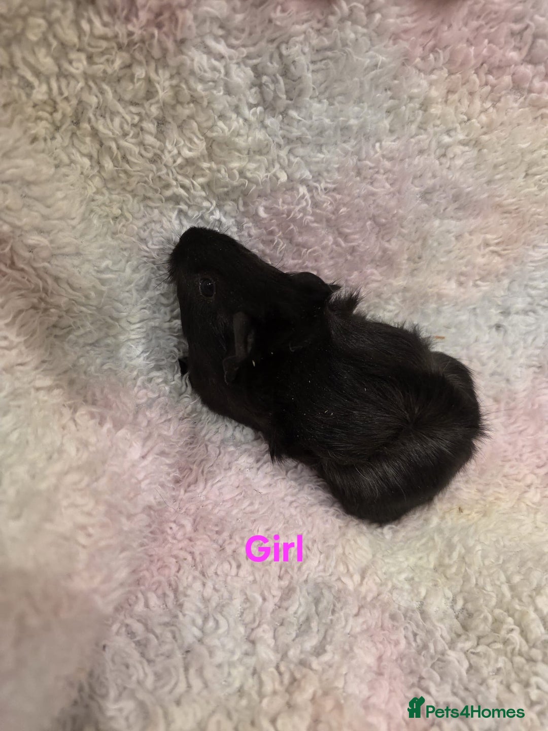 Guinea Pig rodents for sale: Baby Guinea Pigs for Sale 🐹 - Advert 7