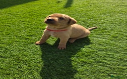 Labrador Retriever dogs for sale: KC Red Fox Labrador Pups - Image 9