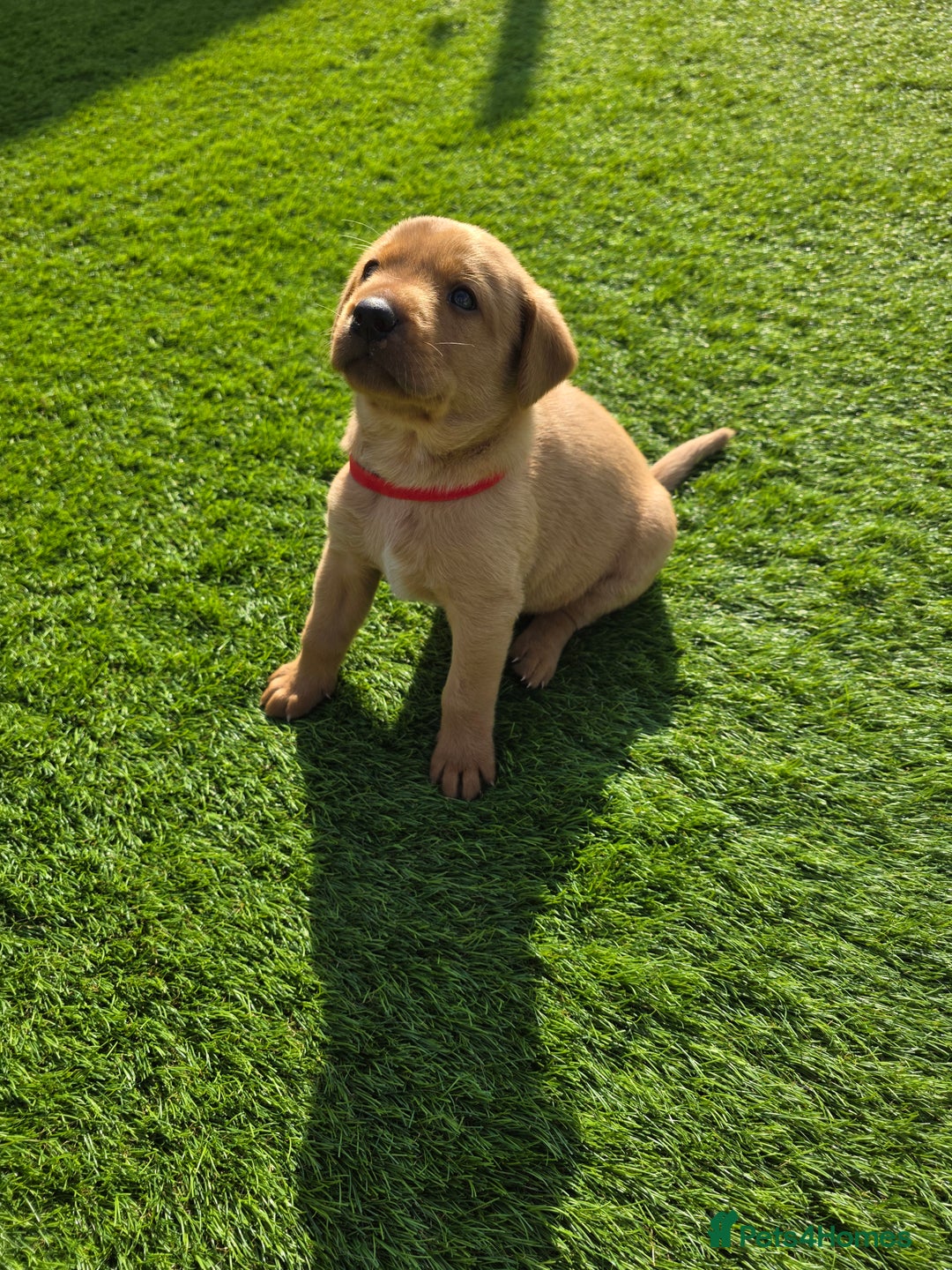 Labrador Retriever dogs for sale: KC Red Fox Labrador Pups - Image 9